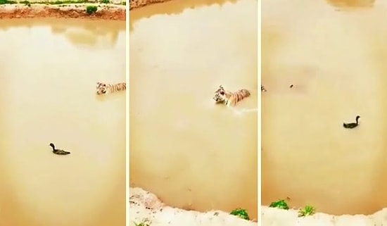 Avlamak İstediği Ördekten Hayatının Fake'ini Yiyen Kaplan