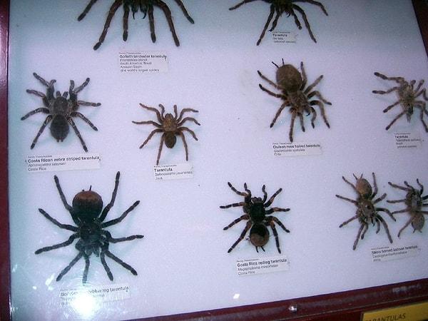 15. Her yıl yeni örümcek türleri keşfedilir. Dışarda hala bulunmayı bekleyen yüzlerce binlerce tür vardır...