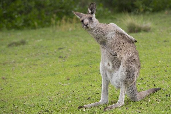 5. Dişi kanguruların tam 3 adet vajinası vardır.