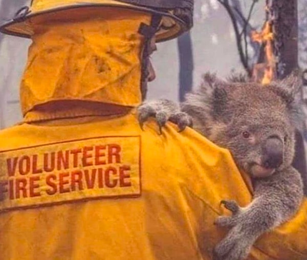 Как вы знаете, уже несколько месяцев в Австралии не прекращаются пожары.