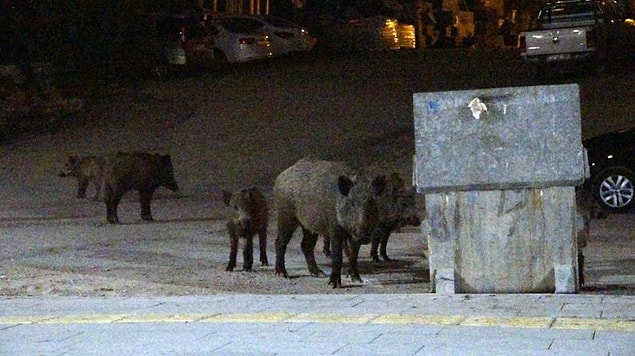 Bir yandan şehrin dışında kalan habitatlara da zarar veriyoruz, hayvanlar mecburen şehirlere iniyor ve burada da zarar görüyorlar.
