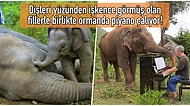 Yaşadıkları Travmalar Yüzünden Hayata Küsen Filleri Müziğin Gücüyle İyileştirmeye Çalışan Koca Yürekli Piyanist