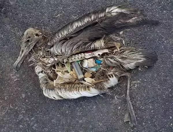 Çöpleri yiyorlar, çünkü çöpün altındaki asıl yiyeceğe ulaşamıyorlar bile.