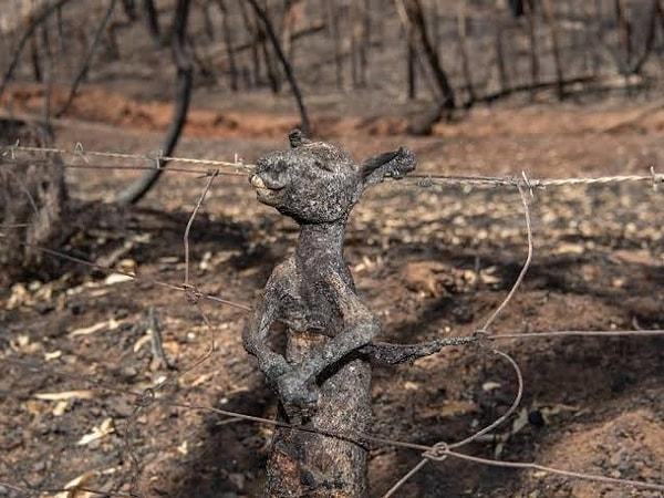 Son günlerde Avustralya'da yaşanan yangınlar gibi nedenlerse bu nesil kaybını sadece hızlandıracak bir etken.