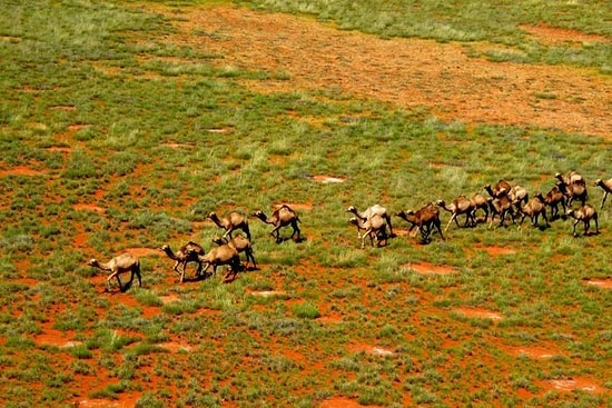Gerekçe Su Kaynaklarını Tüketmeleri: Avustralya'da 10 Bin Deve Helikopterlerden Vurularak İtlaf Edilecek