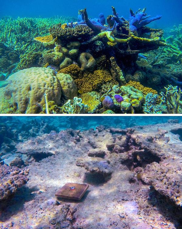 6. İklim değişikliği, Büyük Set Resifi'ndeki yeni mercanların %89 azalmasına neden oldu.