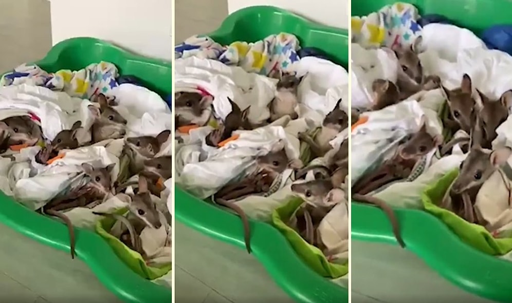 Avustralya'daki Yangınlarda Ailelerini Kaybeden Yavru Kanguruların Kurtarıldıktan Sonra Kaydedilen Yürek Burkan Görüntüleri!
