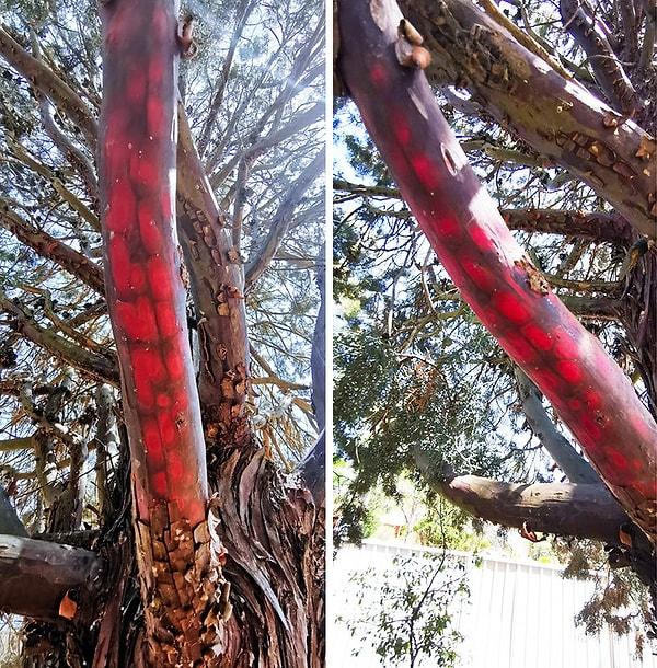 5. Ağacın kabuğun alt kısmında oluşmuş bu renk cümbüşü aslında ağacın kendi rengi!