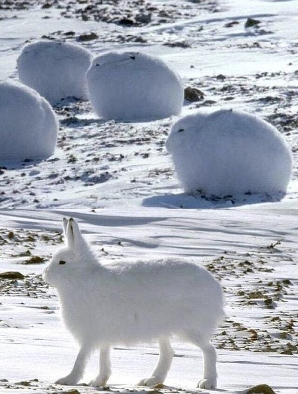 9. Kutuplardaki yabani tavşanlar: