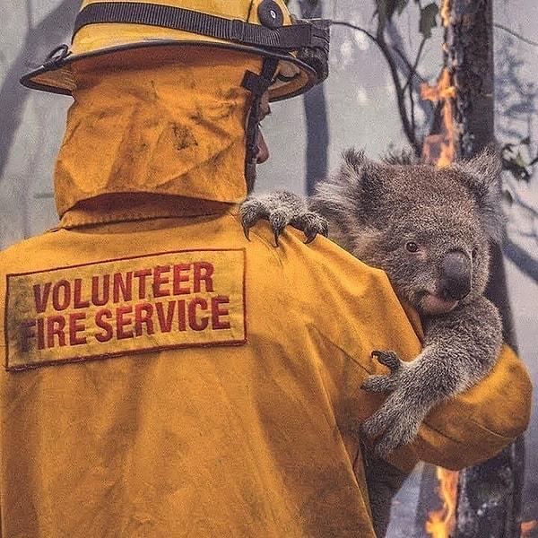 Gündemi takip eden herkesin bildiği üzere Avustralya'da aylardır süren yangınlar halen söndürülemedi.