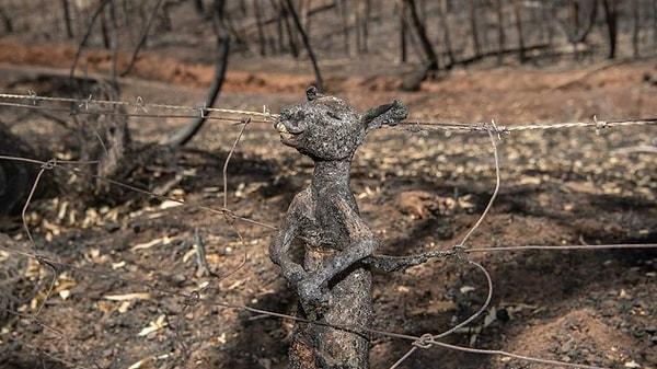 Hektarlarca alanın yok olduğu, milyonlarca hayvanın yaşamını yitirdiği yangınların kaynağı ve söndürülememe nedeni bizim açımızdan gizemini korurken, gelen fotoğraflar gerçekten iç acıtıcı...