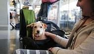 Yönetmelik Değişti: Evcil Hayvanlar Artık Otobüs İçinde Yolcularla Seyahat Edebilecek