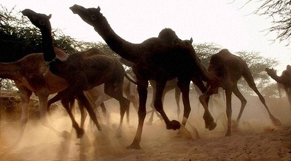 1 milyondan fazla yabani deve Avustralya'ya nasıl geldi?