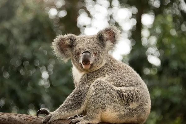 "Koala itlaf teklifi" kabul edilmedi, kısırlaştırdılar