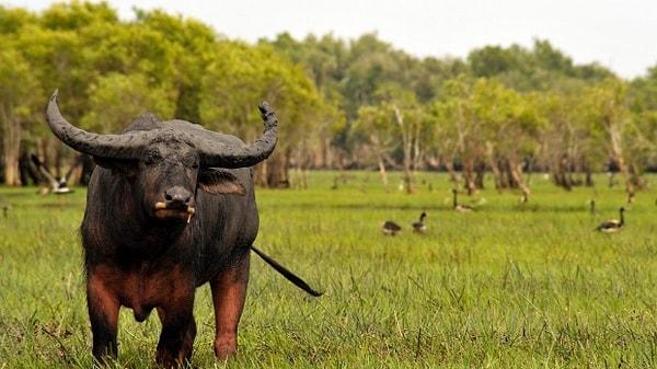 Yılda 5-6 bin yabani buffalo itlaf ediliyor