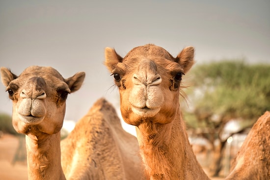 Develerle Sınırlı Değil: Avustralya'da Atlar, Tavşanlar, Tilkiler Hatta Kangurular da Öldürülüyor