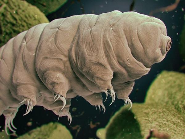 1. Aynı zamanda su ayıları da denen tardigradlar, herhangi bir yerde hatta uzayda bile hayatta kalabilen mikroorganizmalardır. -200 derece soğuk veya 149 derece sıcak olan ortamlarda bile yaşamlarını sürdürebilirler.