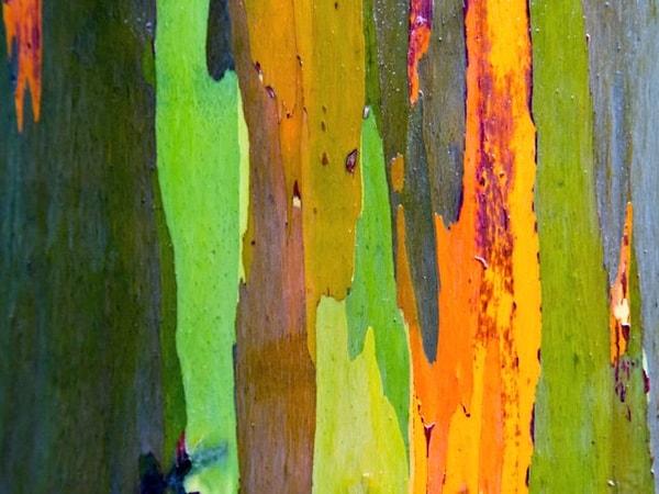 10. Gökkuşağı okaliptüs ağaçlarının kabuğu, şeker rengindedir. Bu olağan dışı renkler, ağacın dökülmesinin bir yan etkisi. Kabuğun şeritleri soyuldukça, ağacın parlak yeşil renginde olan iç kabuğu ortaya çıkıyor. Bu iç tabaka, yavaşça olgunlaşıp, farlı renklere dönüşüyor.