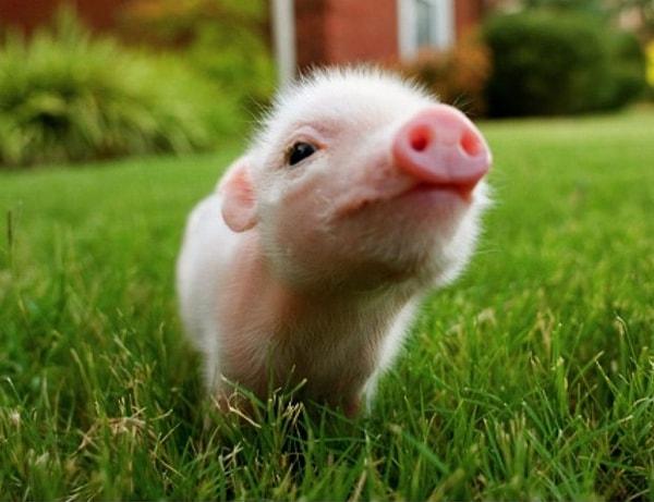 9. Evcil bir domuz yabana salındığında birkaç aç içinde yabanileşecek, dişleri çıkacak, kürkü daha tüylü olacak ve agresifleşecektir.