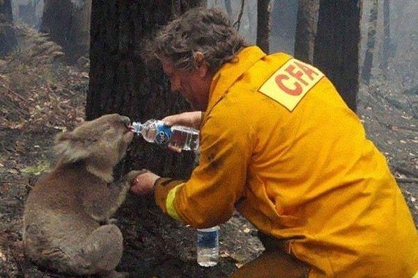 14. Avustralya'da 2009'da yaşanan yangınlarda bir itfaiyeci koalaya yardım ediyor.
