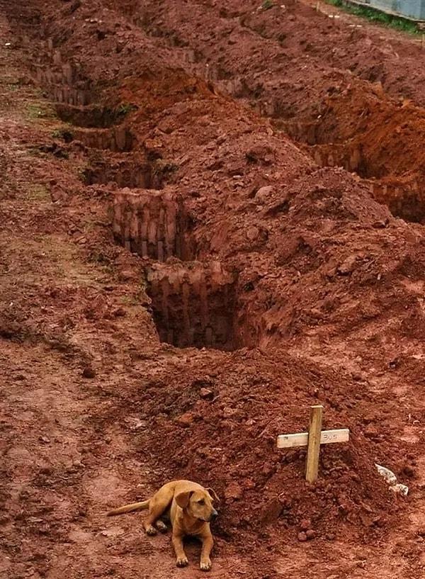12. Rio'da çekilen bu fotoğrafta ise sahibinin ölümünün ardından iki gündür mezarının başında bekleyen Leao'yu görüyoruz.