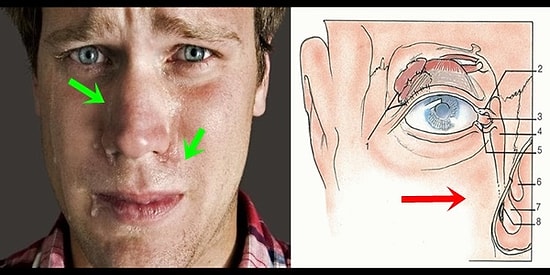 Kafaları Karıştıran O Soruya Cevap Veriyoruz! Ağlarken Burnumuz Neden Akar?