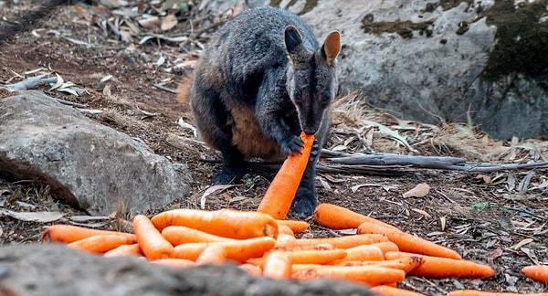 Yeni Güney Galler hükümeti, Avustralya kıtasının simgelerinden biri olan valabi (wallaby) kangurularını beslemek için uçakların binlerce kilogram havuç ve tatlı patatesi hayvanların görebileceği alanlara bıraktığını duyurdu.