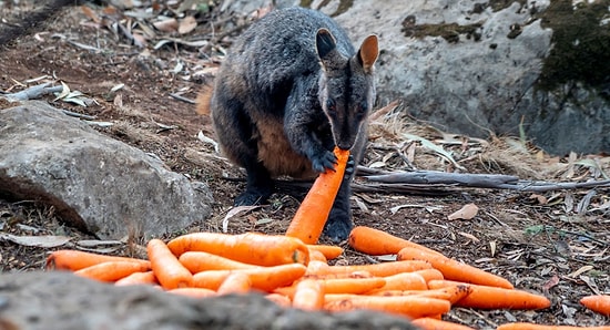 Правительство Австралии сбрасывает тонны овощей с вертолетов для голодных животных, спасающихся от лесных пожаров