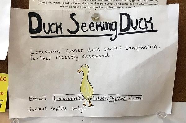 8. "Bir çiftçi eşini kaybeden ve arkadaş arayan ördeği için küçük bir ilan hazırladı. Şimdi ise bir sürü arkadaşı var!"