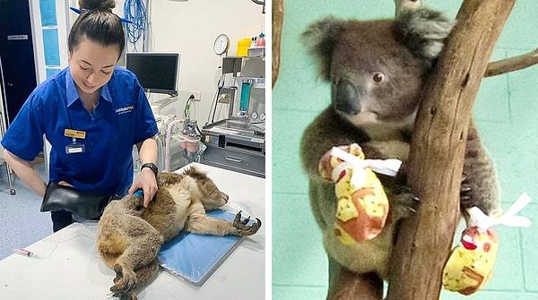 12. Dünyanın dört bir yanından gönüllüler yangın sırasında zarar gören koalalar için özel eldivenler dikiyor.