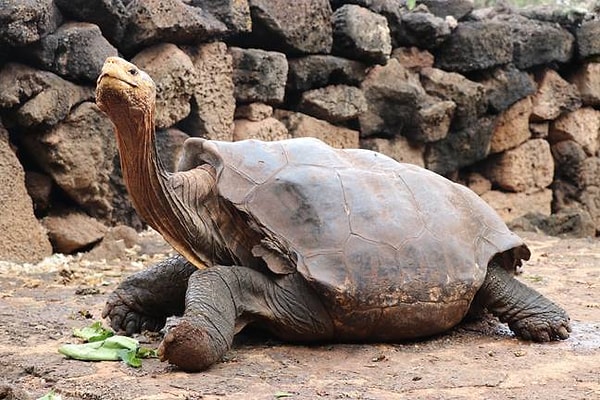 Aslan kaplumbağa Diego 800 bebeğe babalık yaparak türlerini yok olmaktan kurtardı!