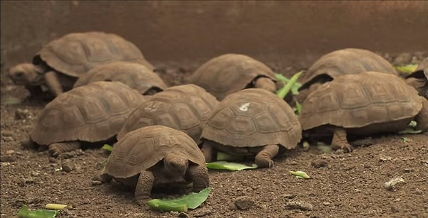 Yetkili Washington Tapia, kaplumbağa popülasyonunun normale dönmesi için "yeterli koşullar" sağlandığını doğruladı.