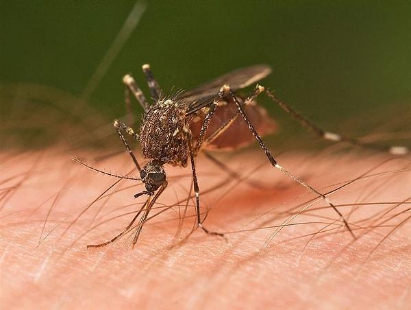 Aşağıda gördüğünüz sivrisinek, sıtma virüsünü taşıyor ve tedavi edilmezse ölüme sebebiyet verebiliyor!