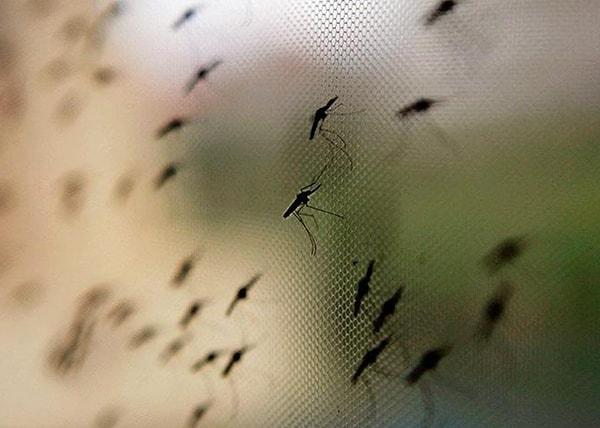 Bu sivrisinekler insan kanı ile beslenmekte ve taşıdığı kan ile parazitleri başka insanlara taşımaktadır.