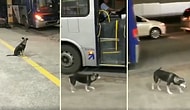 Her Gün Aynı Saatte Aynı Yerden Otobüse Binerek Şoförden Kurabiyesini Alan Köpek