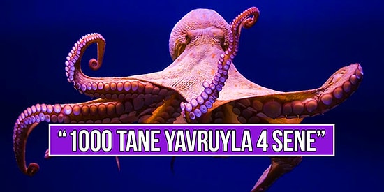 Anne Ahtapotların 'Bu Kadarını da Beklemiyorduk' Dedirtecek Yavruları İçin Verdiği İnanılmaz Hayat Mücadelesi