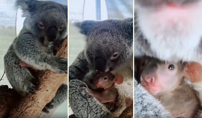 Avustralya'da Yangından Kurtarılan Anne Koala ve Yavrusunun Muhteşem Görüntüleri!