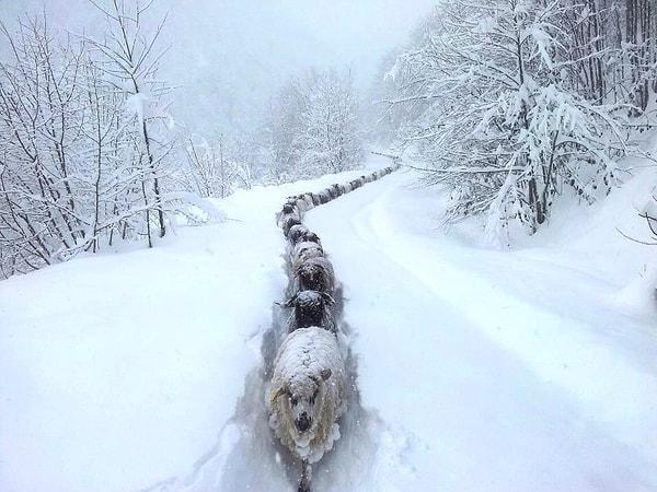 17. "Metrelerce kar bile bu koyunları durduramaz."