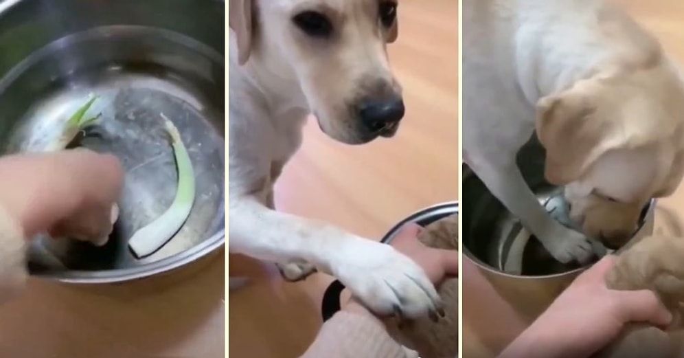 Gözyaşlarınız Sel Olacak: Yavrusunun Tencereye Konulup Yenmesine Gönlü Razı Olmayıp Kendisi Tencerenin İçine Giren Köpek!