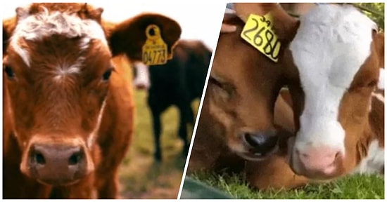 Araştırmalarla Destekliyoruz! Koklaşarak Değil Konuşarak Birbirleriyle İletişim Kuran İnekler