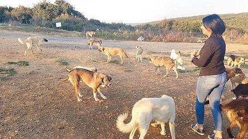 'Korkunç Görüntülere Rastlıyoruz': Çatalca ve Silivri Bölgesine Bırakılan Köpekler Açlıktan Birbirini Yiyor İddiası
