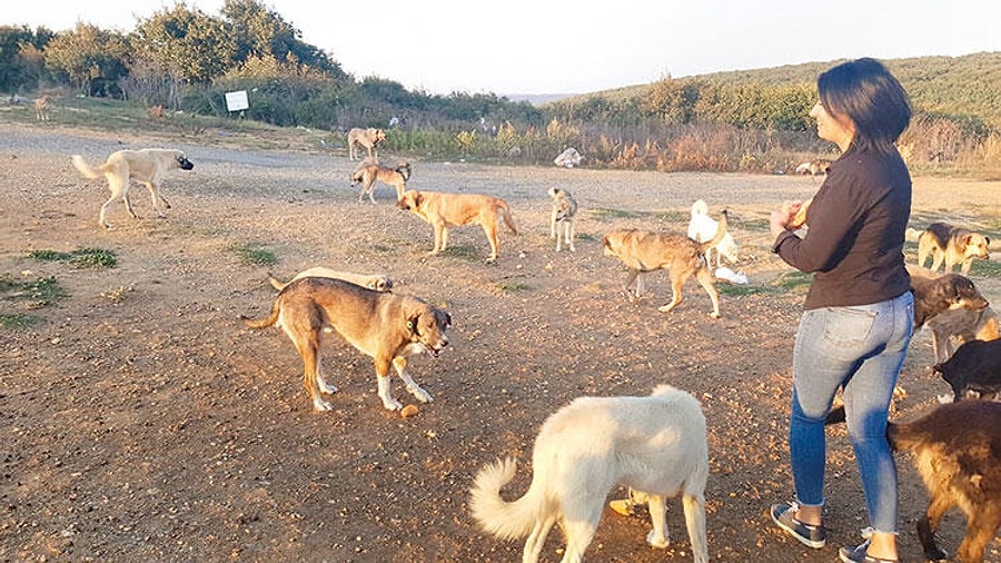 Candostum Kopek Ciftligi Silivri 1 Tavsiye