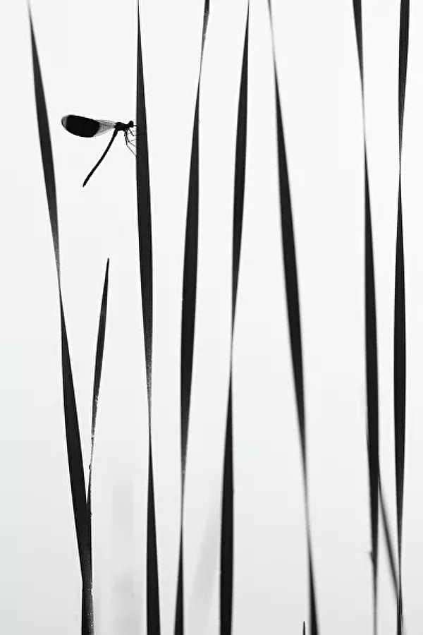 8. "Стрекоза утром у воды" принесла Андрею Кузнецову победу в номинации "Макросъемка".