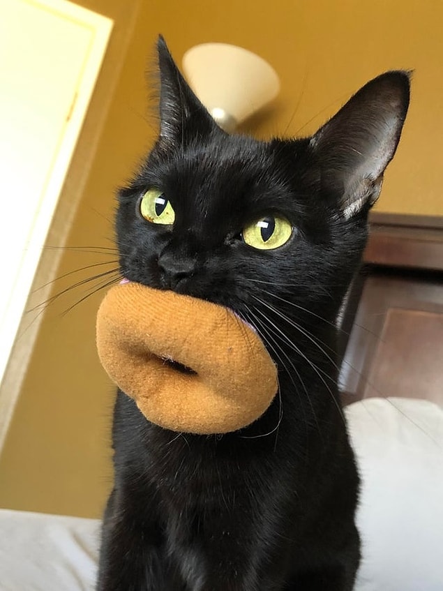 18. Kedi botoksu