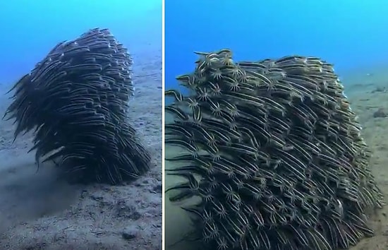 Yırtıcı Hayvanlardan Korunmak İçin Tek Bir Canlıymış Gibi Hareket Eden Çizgili Yılan Balıkları!