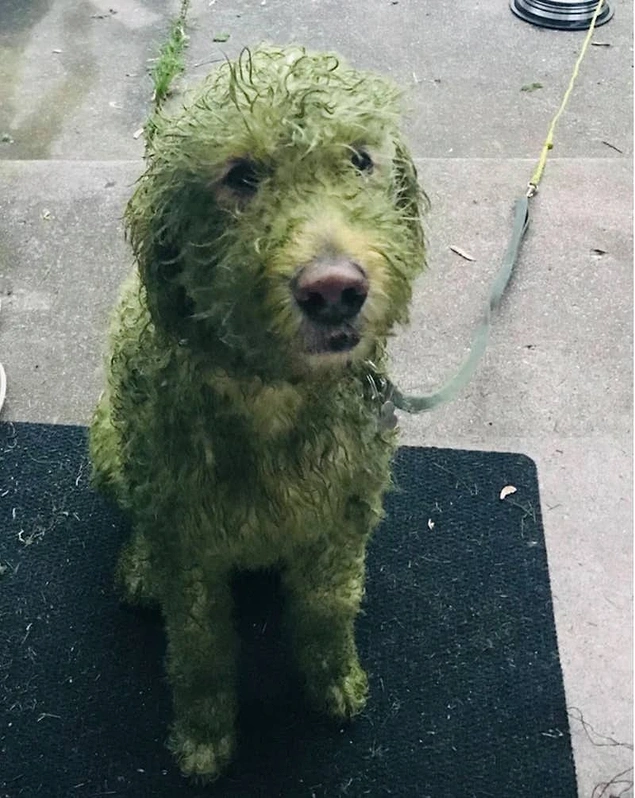 Çimleri henüz biçtikten sonra köpeğini bahçeye çıkarmaması gerektiğini zor yoldan öğrenmiş birisi: