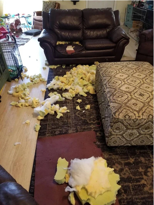 Köpeğini kulübesine koyması gerektiği halde bunu unutan başka bir köpek sahibi: