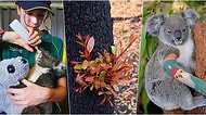 Avustralya'daki Yangın Felaketinin Ardından Kalplerimizdeki Umudu Yeniden Yeşertmeyi Başaran Fotoğraflar