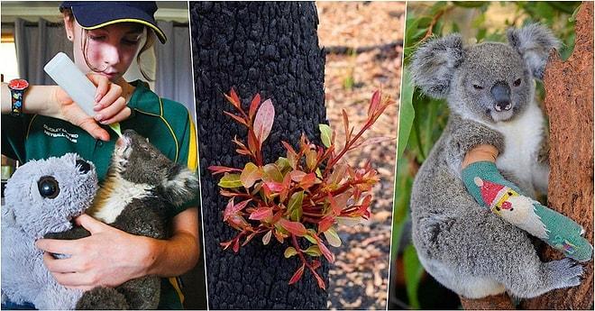 Avustralya'daki Yangın Felaketinin Ardından Kalplerimizdeki Umudu Yeniden Yeşertmeyi Başaran Fotoğraflar