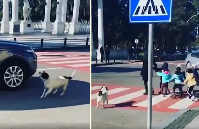 Çocukları Güvenli Bir Şekilde Karşıdan Karşıya Geçirmek İçin Arabaları Durduran Köpek